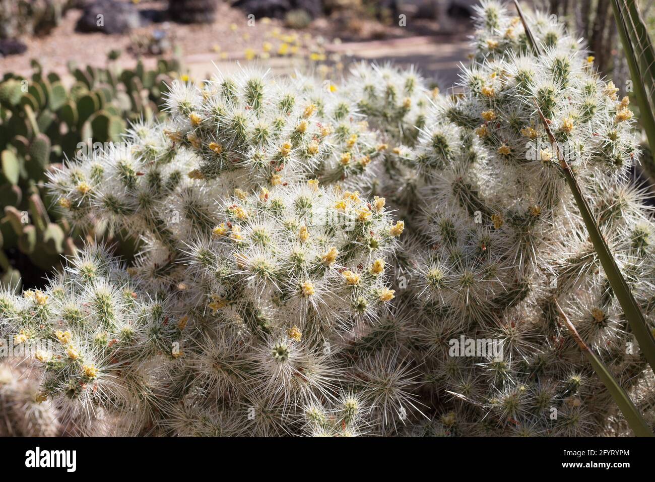 Cylindropuntia multigeniculata - blauer Diamantcholla. Stockfoto