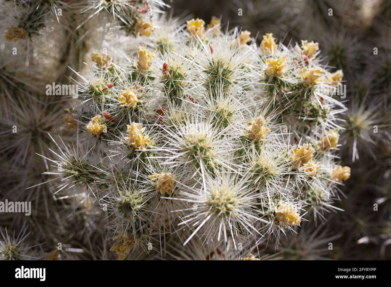 Cylindropuntia multigeniculata - blauer Diamantcholla. Stockfoto