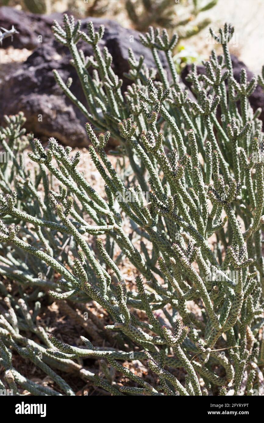 Cylindropuntia ramosissima - Diamantcholla. Stockfoto