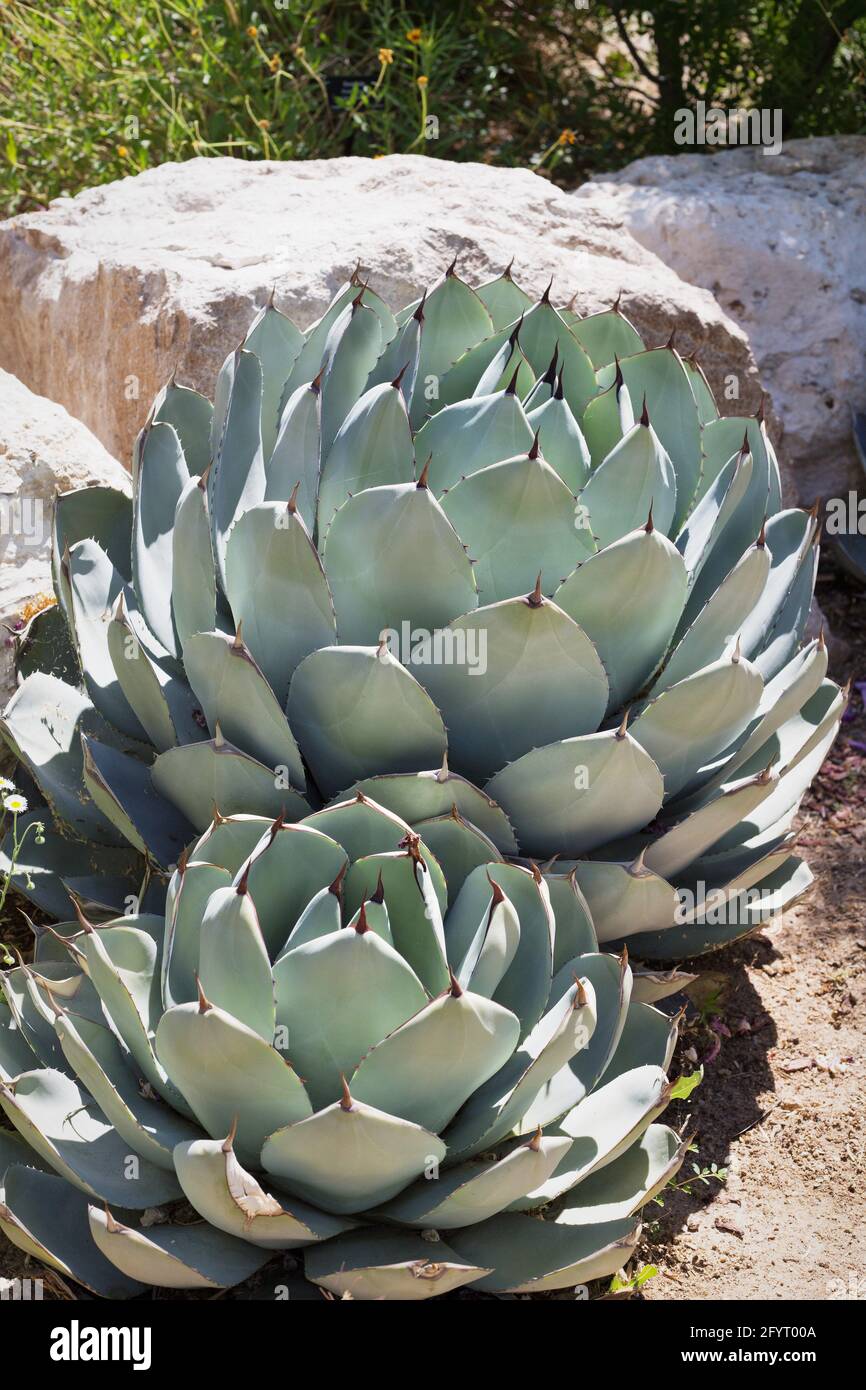 Agave parryi var. truncata. Stockfoto