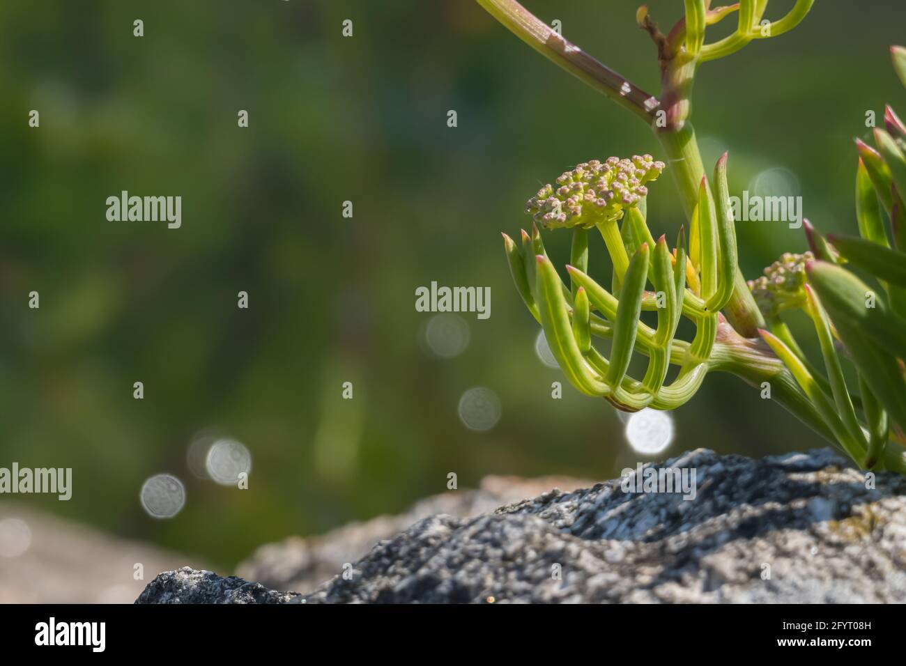 Makroansicht des Meerfenchels oder der wachsenden Felssamphirsprossen Auf einem Felsen mit Sonnenlicht und entkokettes Meer in der Hintergrund im Freien Stockfoto