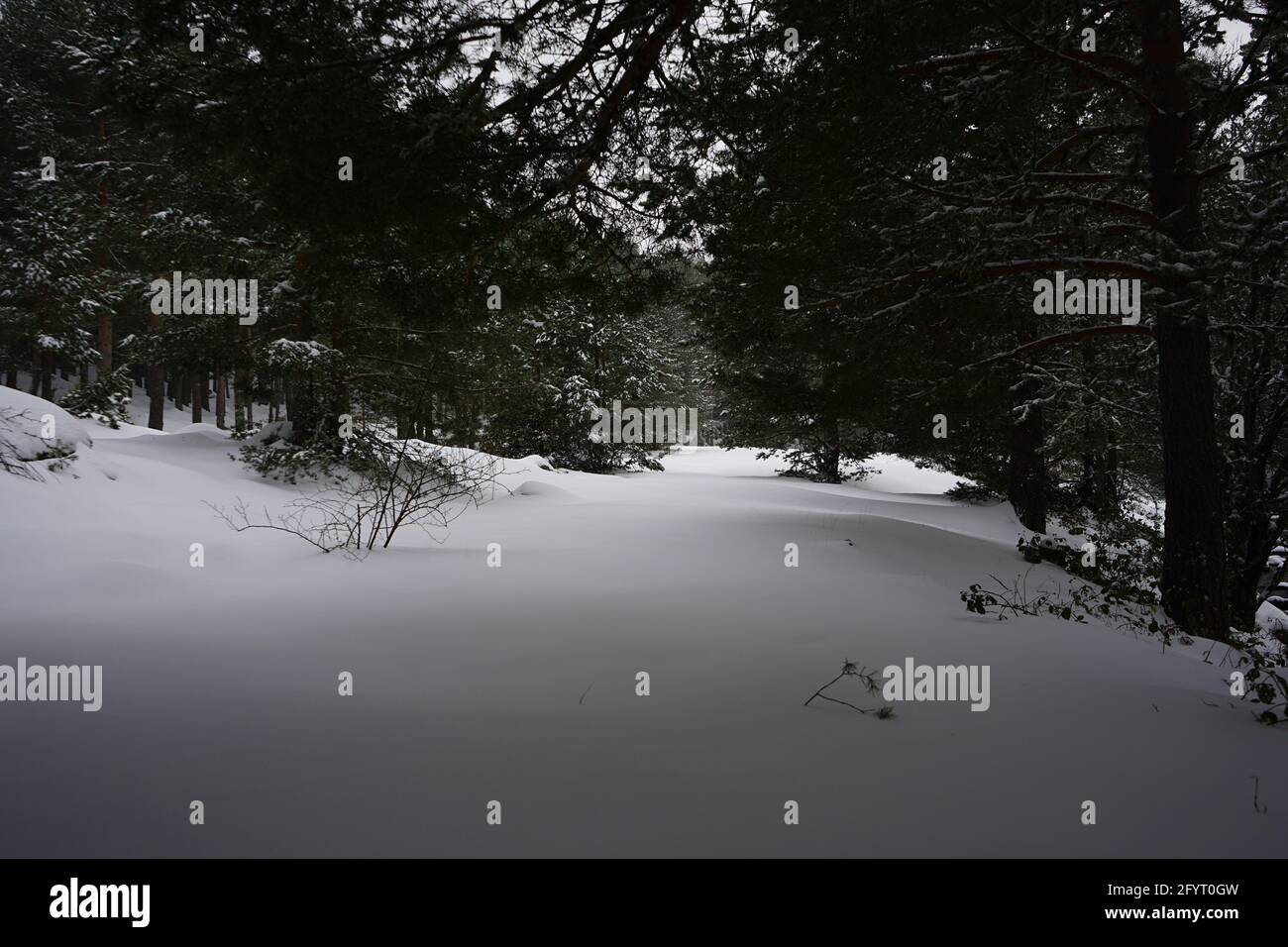 Eine Graustufenaufnahme von unberührtem Schnee im wilden Wald Stockfoto