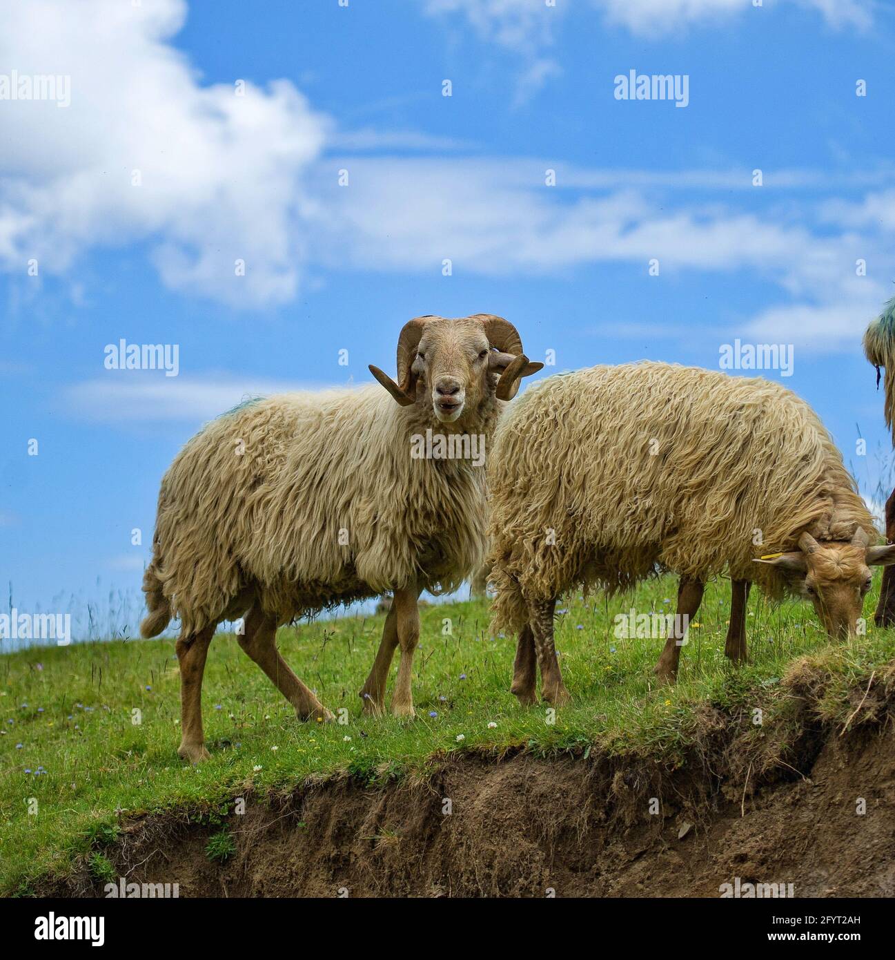 Eine Herde nordeuropäischer Kurzschwanzschafe grasen in einem Wiese Stockfoto