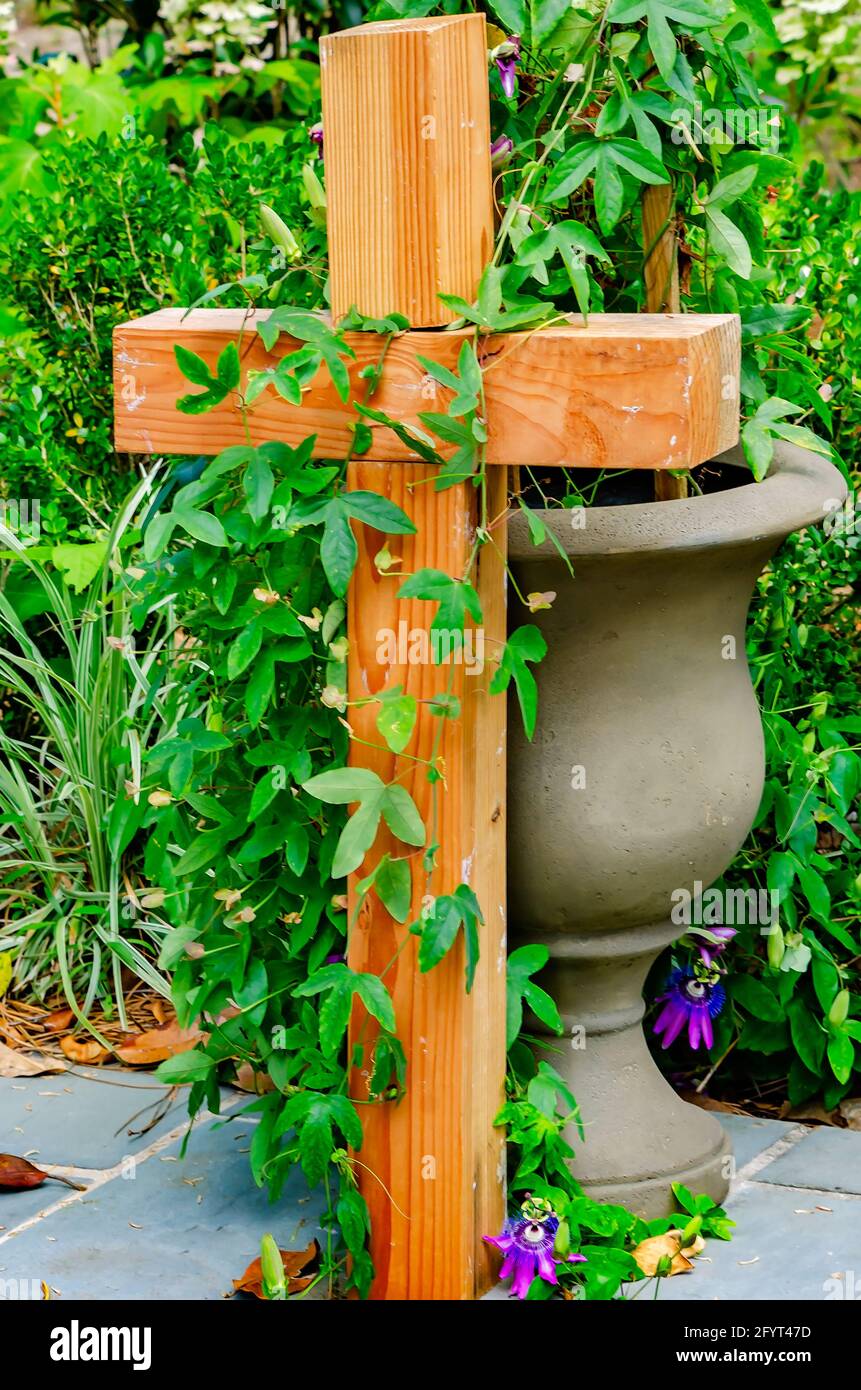 Im Garten der St. Paul’s Episcopal Church, 27. Mai 2021, in Magnolia Springs, Alabama, wachsen an einem Holzkreuz Reben. Stockfoto