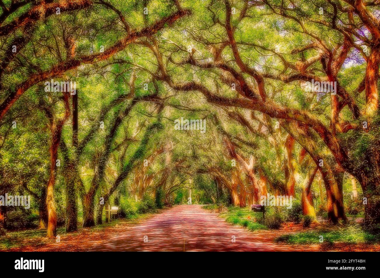 Eine in der Nachbearbeitung herausgearbeitete Version eines Baumkrons aus Eichen mit weichem Fokus schafft eine malerische Szene auf der Oak Street in Magnolia Springs, Alabama. Stockfoto