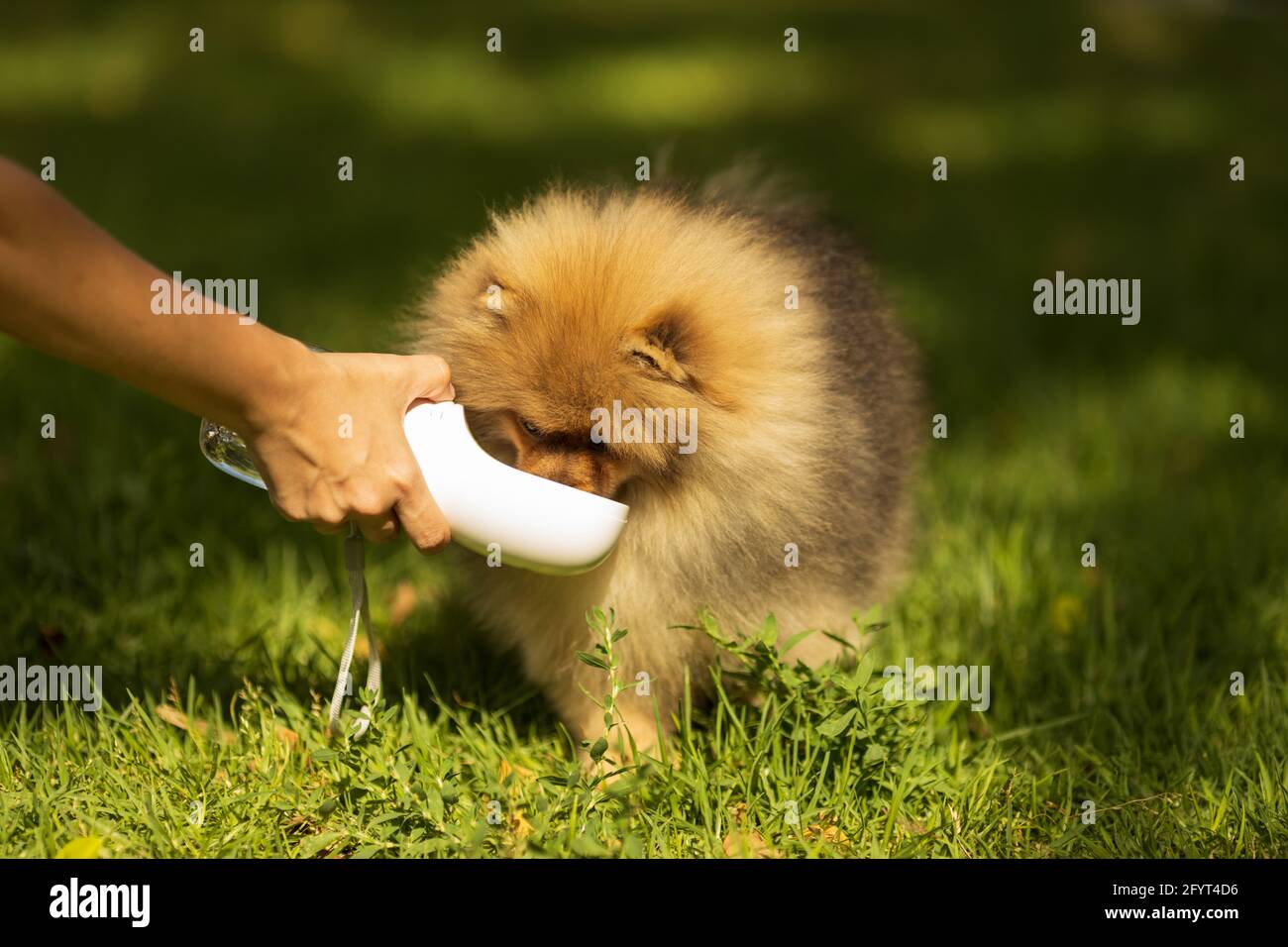 Durstiger Hund, der Wasser aus der Plastikflasche in den Händen des Besitzers trinkt, Nahaufnahme. Freundschaft zwischen Mensch und Hund. Haustiere und Tiere Konzept Stockfoto