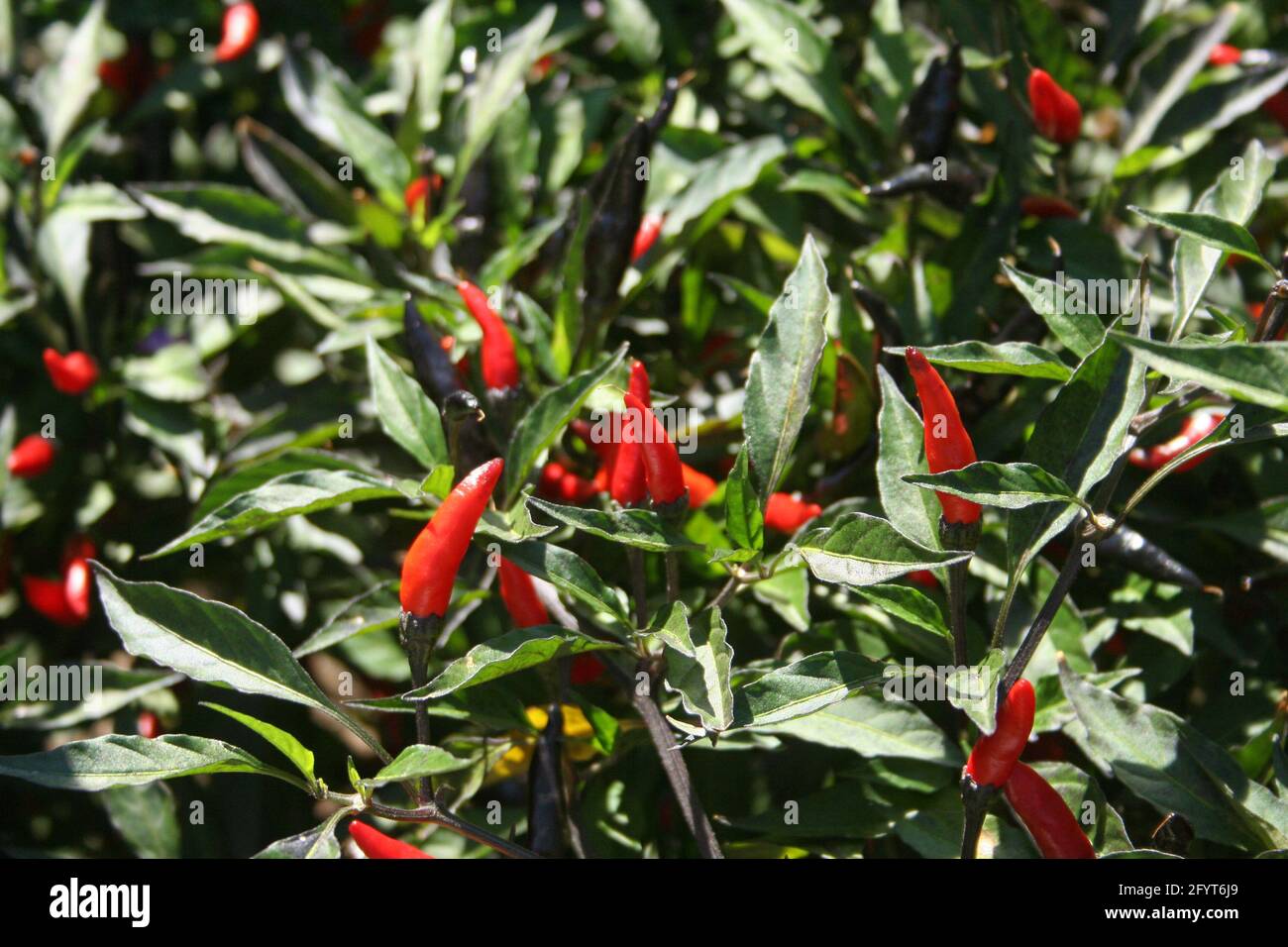 Schwarze Cobra Peppers wachsen im Garten im Freien Stockfoto