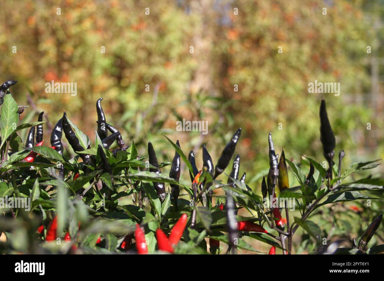 Schwarze Cobra Peppers wachsen im Garten im Freien Stockfoto