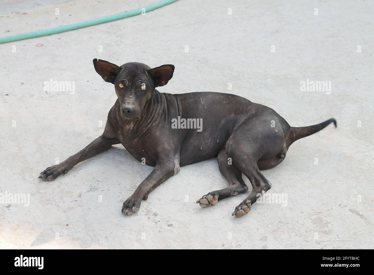 Der schwarze Hund lag auf dem Boden und sah gerade aus. Stockfoto