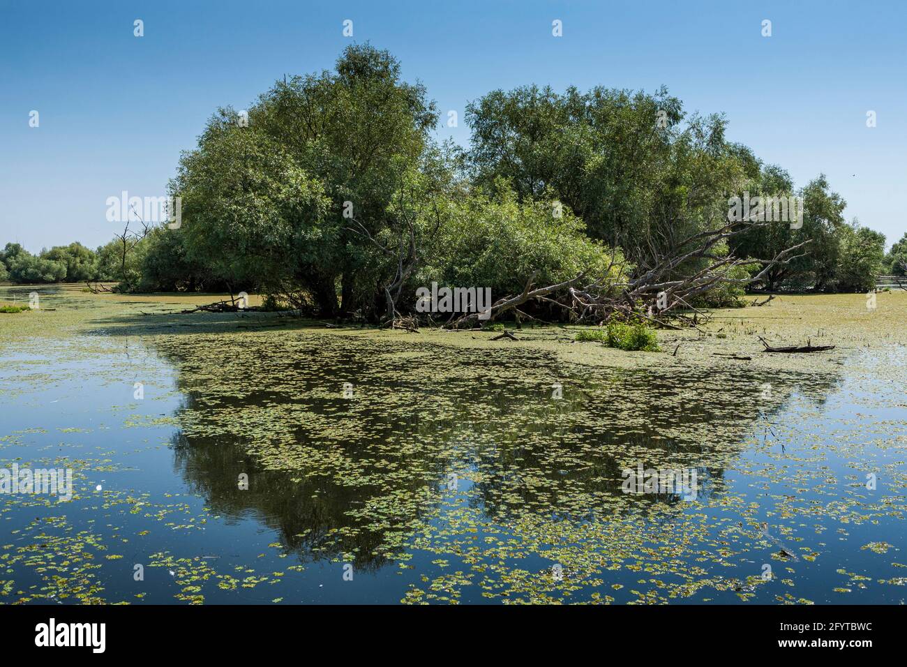 Donau-Delta, schöne Landschaft, eines der lokale Sender in der Nähe von Tulcea, Rumänien, Dobrudscha, UNESCO-Biosphärenreservat Stockfoto