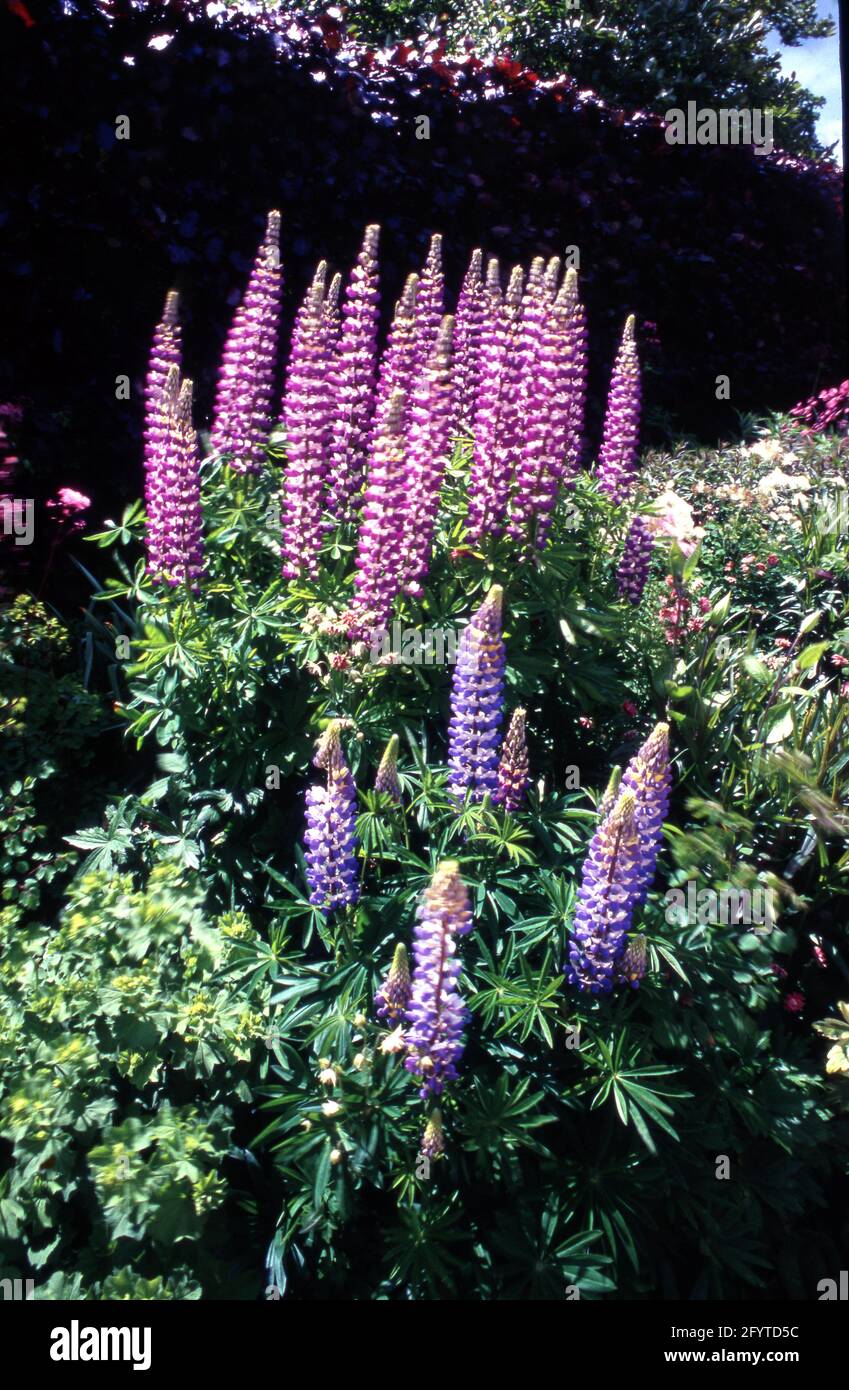 Blumen im New Forest National Park, Großbritannien Stockfoto