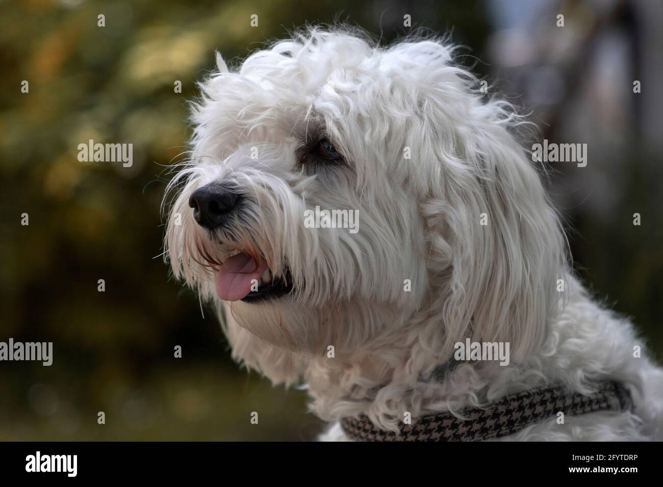 Nahaufnahme eines Bichon-Hundes namens Nanja Stockfoto