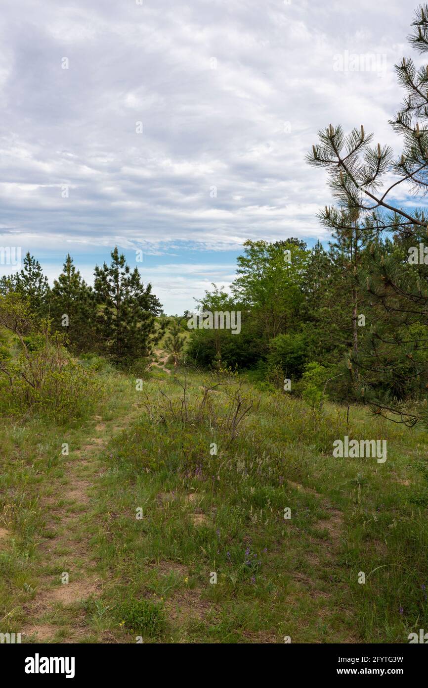 Wanderweg im Kiefernwald in Deliblatska Pescara Stockfoto