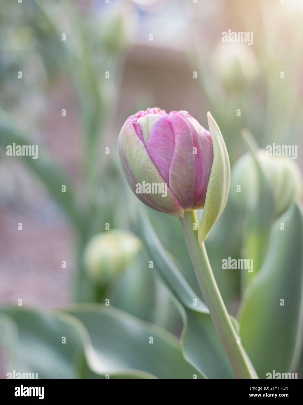 tulpenblüte im Sonnenlicht. Nahaufnahme. Stockfoto
