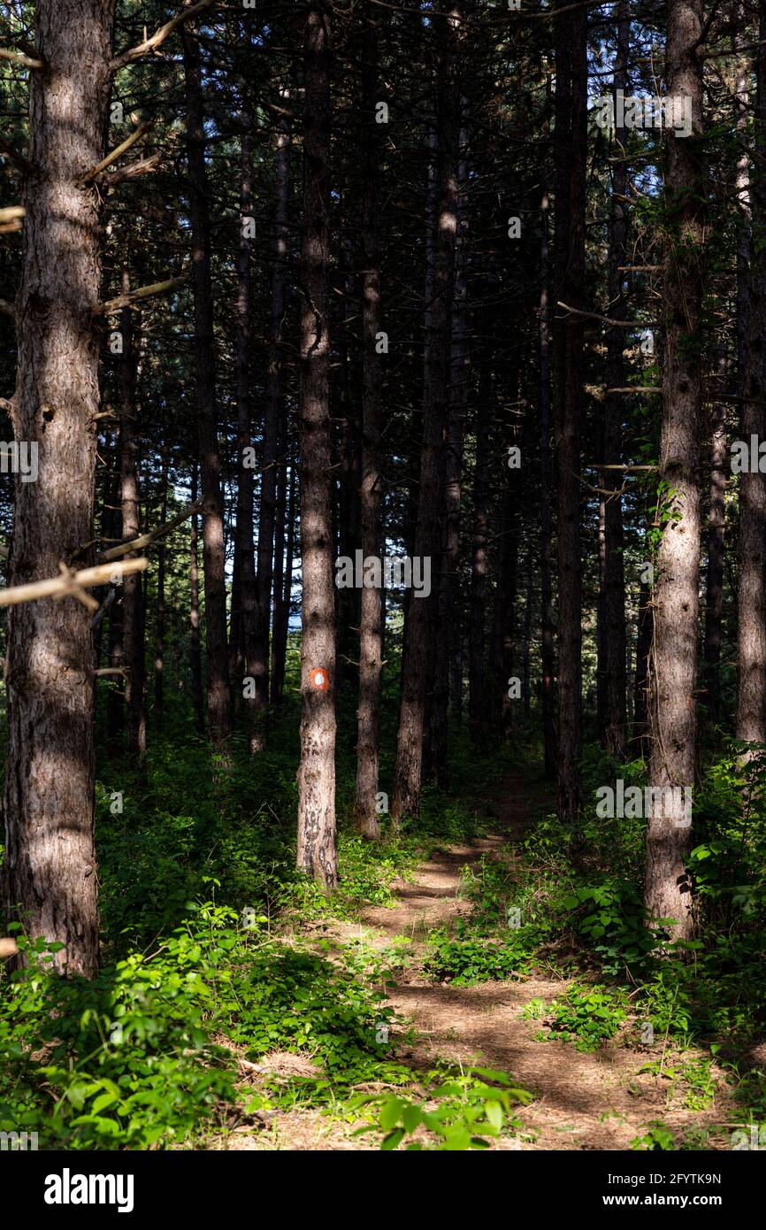 Wanderweg im Kiefernwald in Deliblatska Pescara Stockfoto