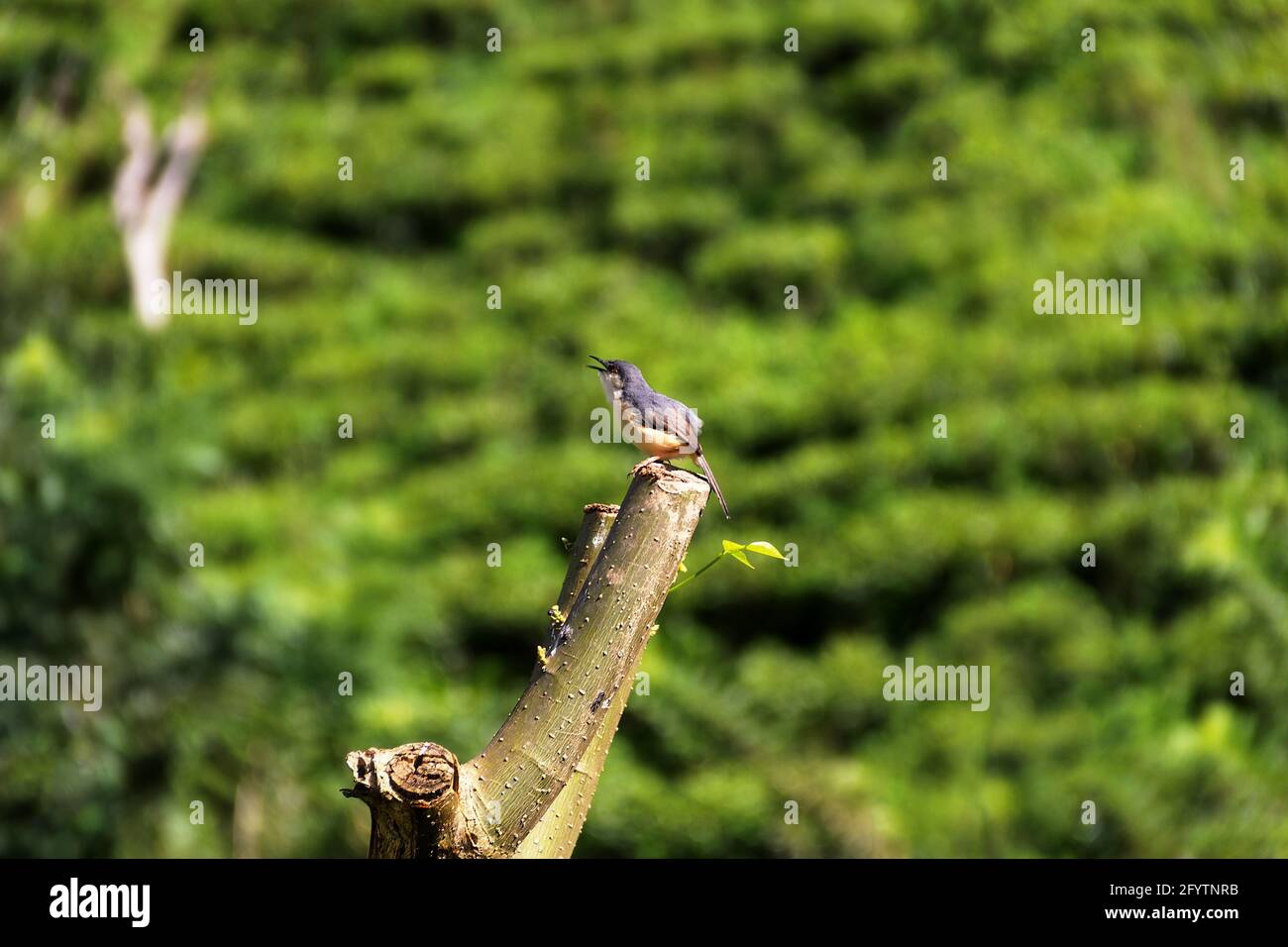 Ashige Prinia (Prinia socialis brevicauda) in den Bergen (Zentralplateau) auf einer Teeplantage. Sri Lanka Stockfoto