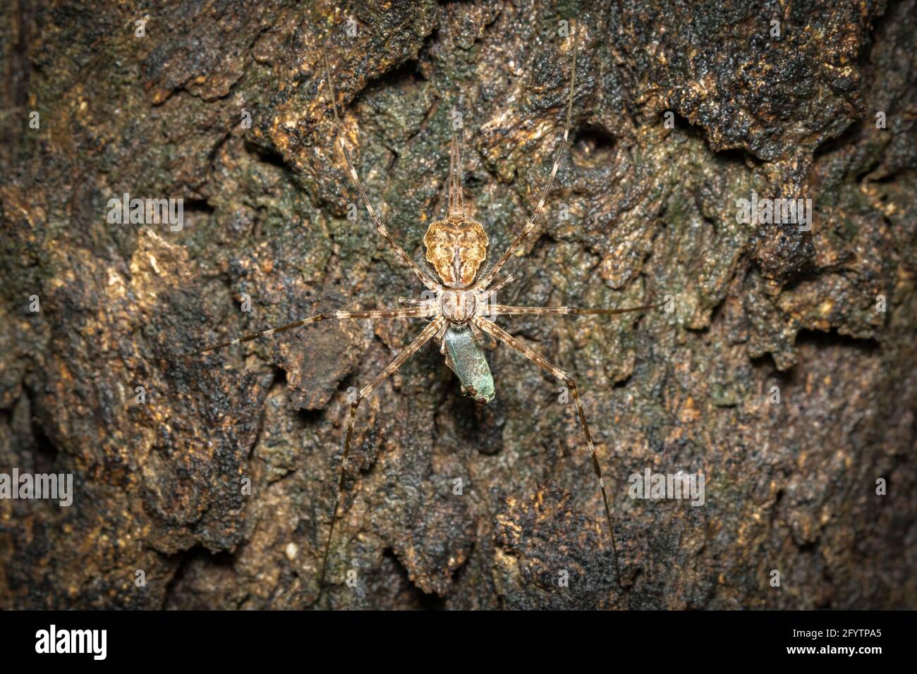 Bild der Zweischwanzspinne (Hersilia sp.) Eat the bait on Tree. Insekt. Tier Stockfoto