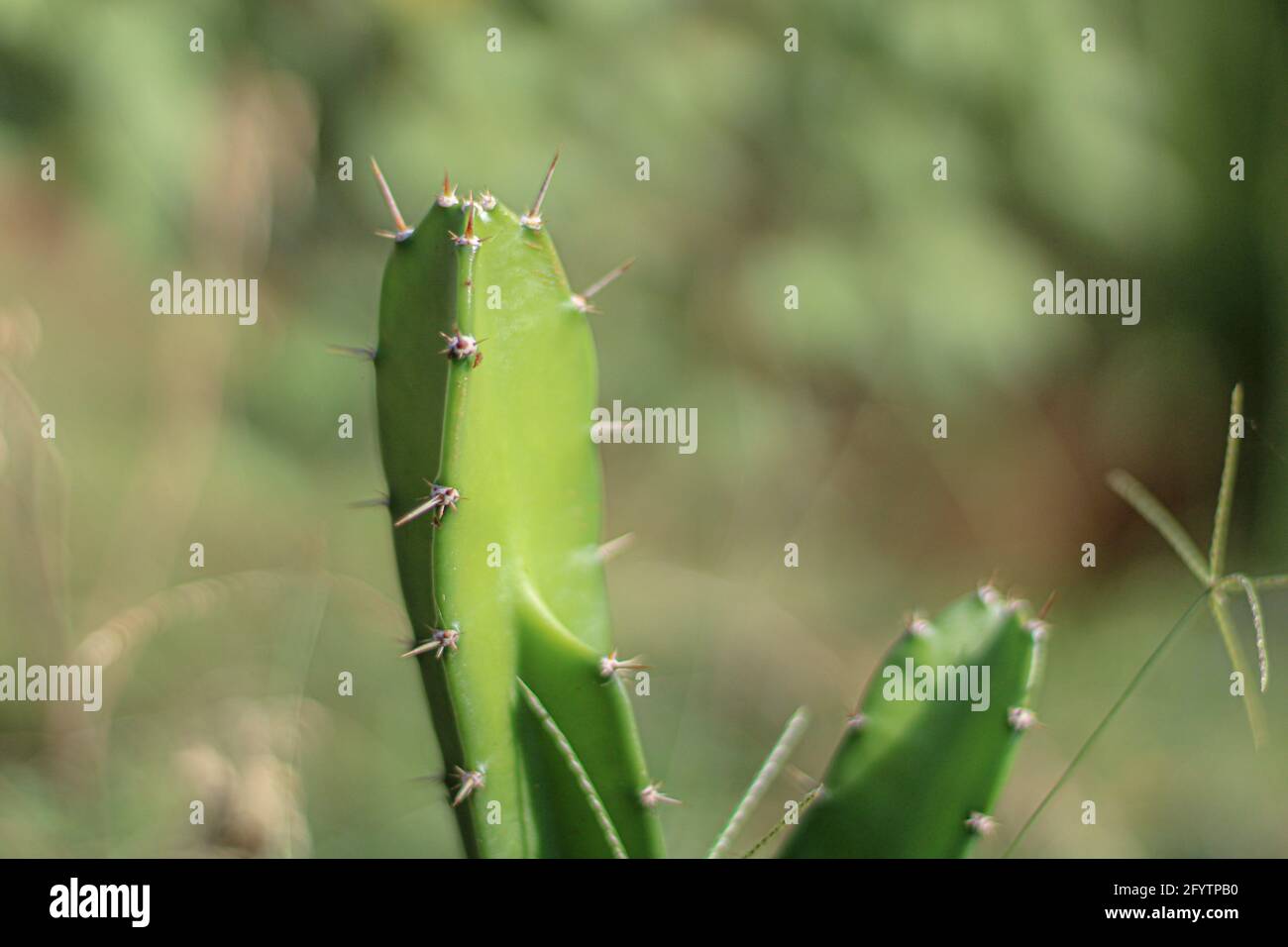 Kaktusbaumarten Pflanzen Stockfoto