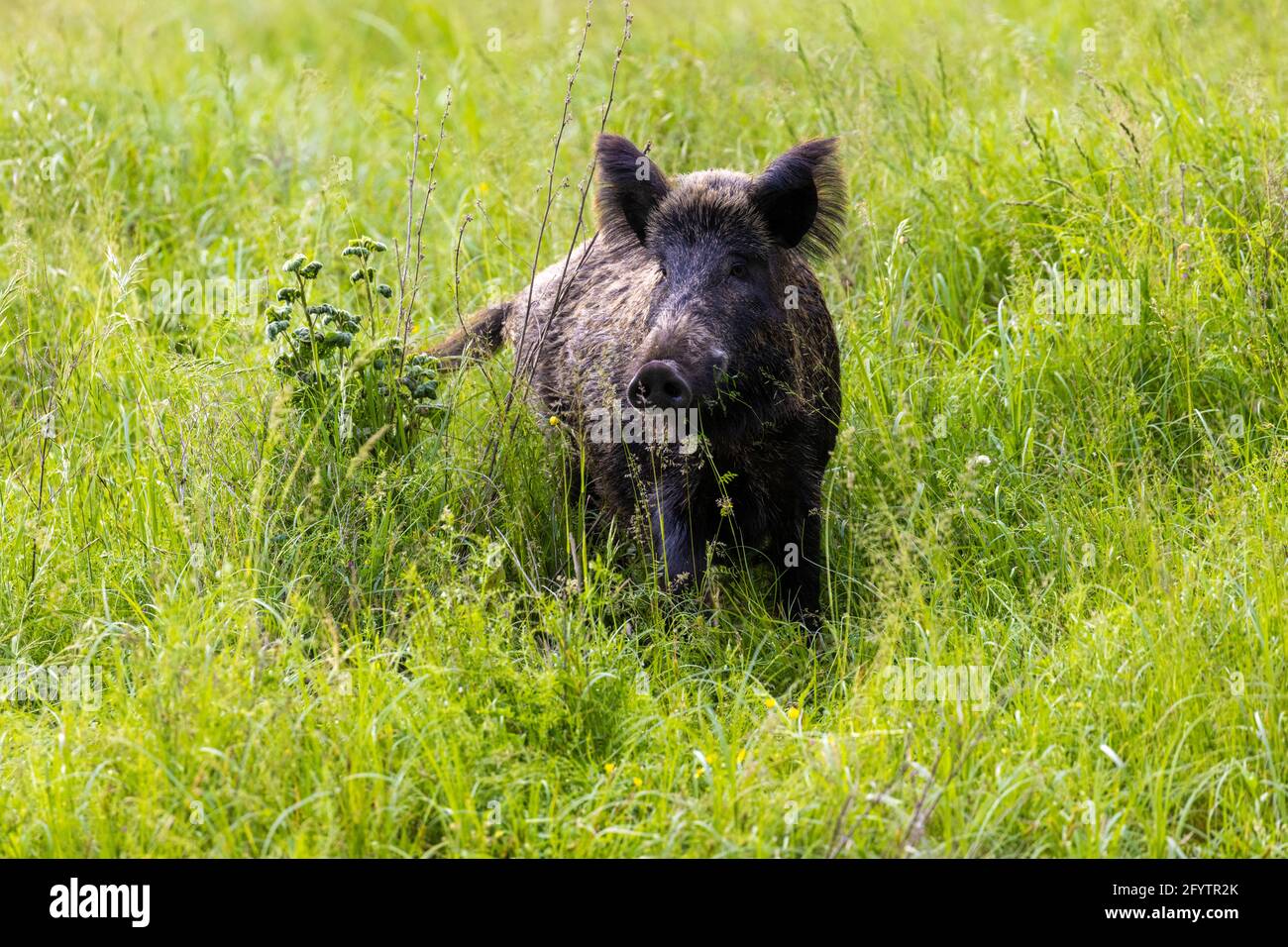 Das Wildschwein frisst die Pflanzen im Grasland, Baranja, Kroatien Stockfoto