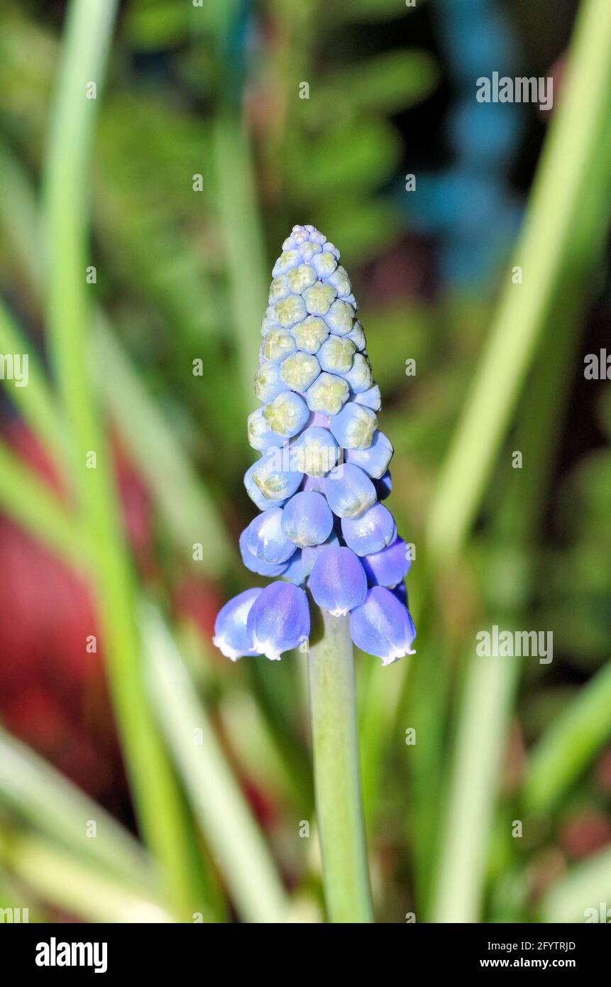 Eine Nahansicht der Muscari-vernachlässectum-Blume Stockfoto
