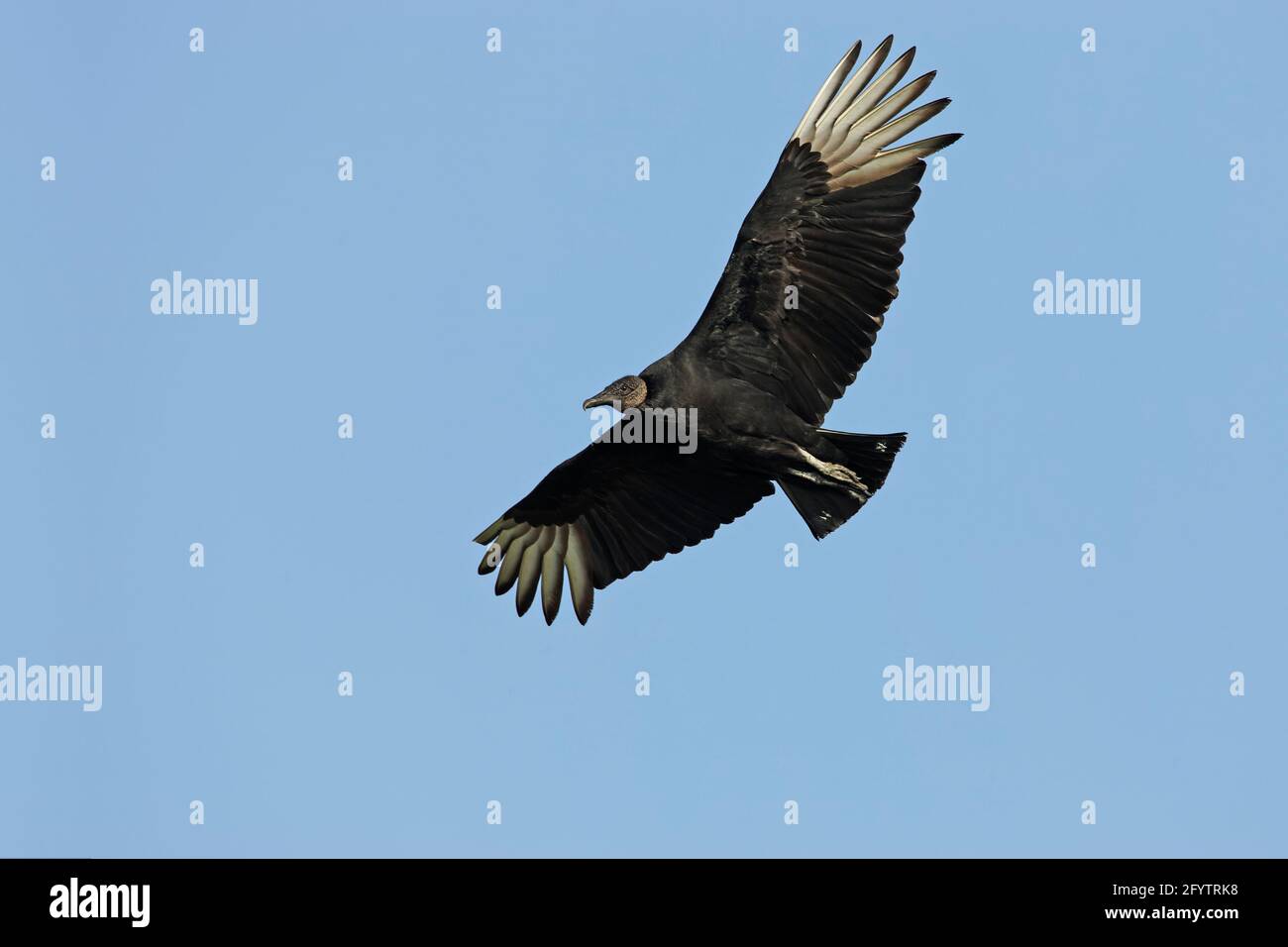 Amerikanischer Schwarzgeier im Flug (Coragyps atratus) Cypress Lake, florida, USA BI001740 Stockfoto