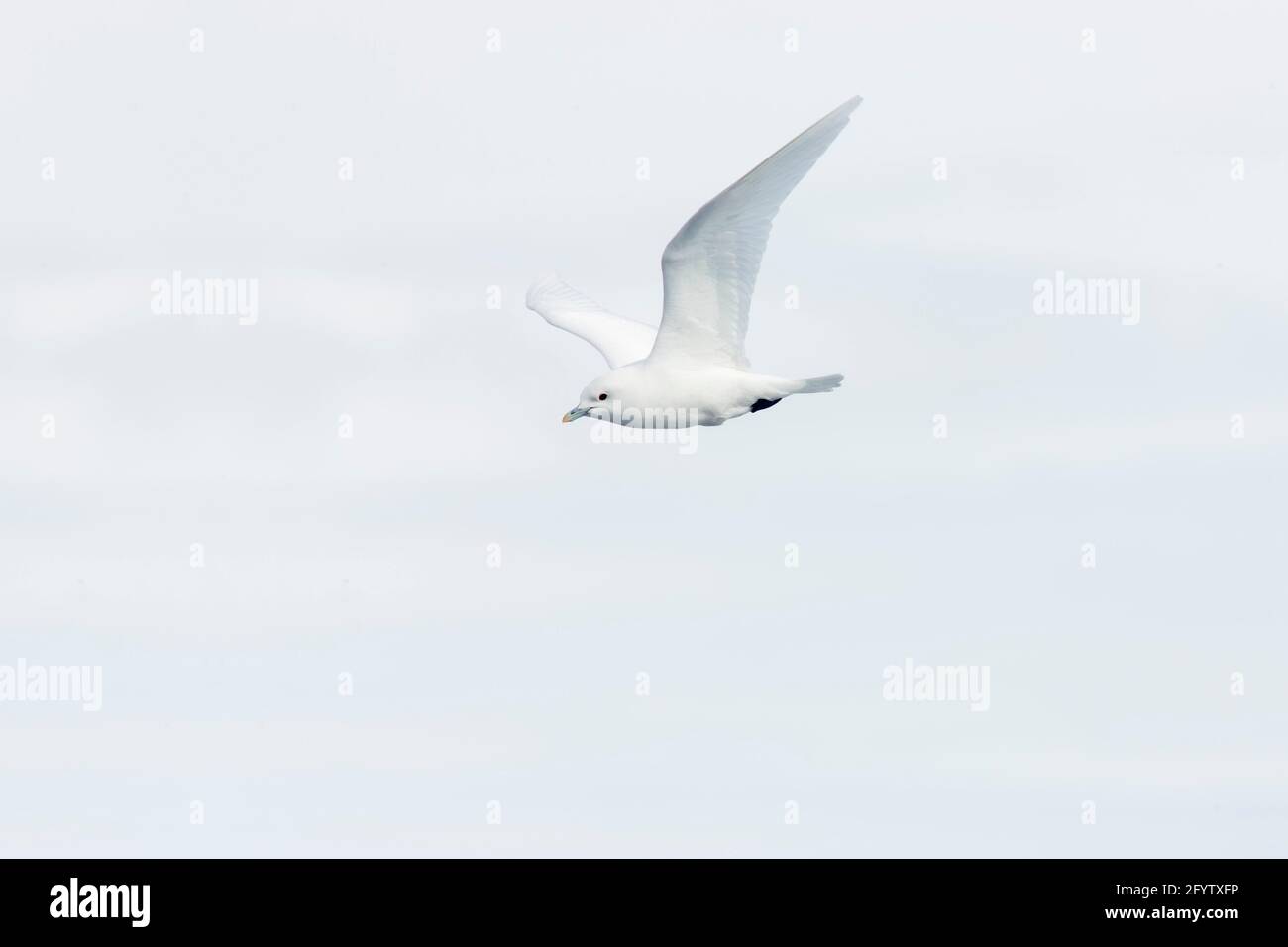 Elfenbeinmöwe - im Flug über Meereis Pagophila eburnea Spitzbergen (Spitzbergen) Norwegen BI017006 Stockfoto