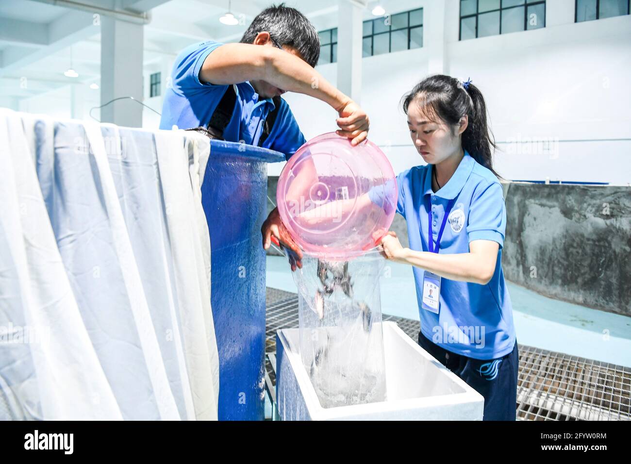 (210530) -- GUIPING, 30. Mai 2021 (Xinhua) -- Yuan Ting (R) und ein Kollege bereiten Fischbrut für die Freilassung in einer Fischbrut-Abteilung des Wasserschutzgebiets der Dateng-Schlucht in Guiping, Südchina, Guangxi Zhuang Autonome Region, vor, 28. Mai 2021. Dr. Yuan Ting, Experte für ökosystembasierte Fischerei und Zucht seltener Fischarten, kam 2020 mit einem Team von Forschern in die Wasserschutzzone der Dateng-Schlucht. Der Schwerpunkt ihrer Forschung liegt auf der Rettung, dem Schutz und der Zucht seltener Fischarten, die im Pearl River-Becken beheimatet sind. Am 28. Mai veröffentlichte Yuan's Team 100,000 Fischbrut, die sie in einem Jahr i gezüchtet haben Stockfoto