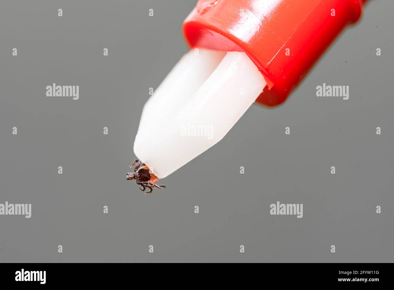 Das entfernte Häkchen in der Zange. Werkzeuge zur sicheren Entfernung des Parasiten. Stockfoto