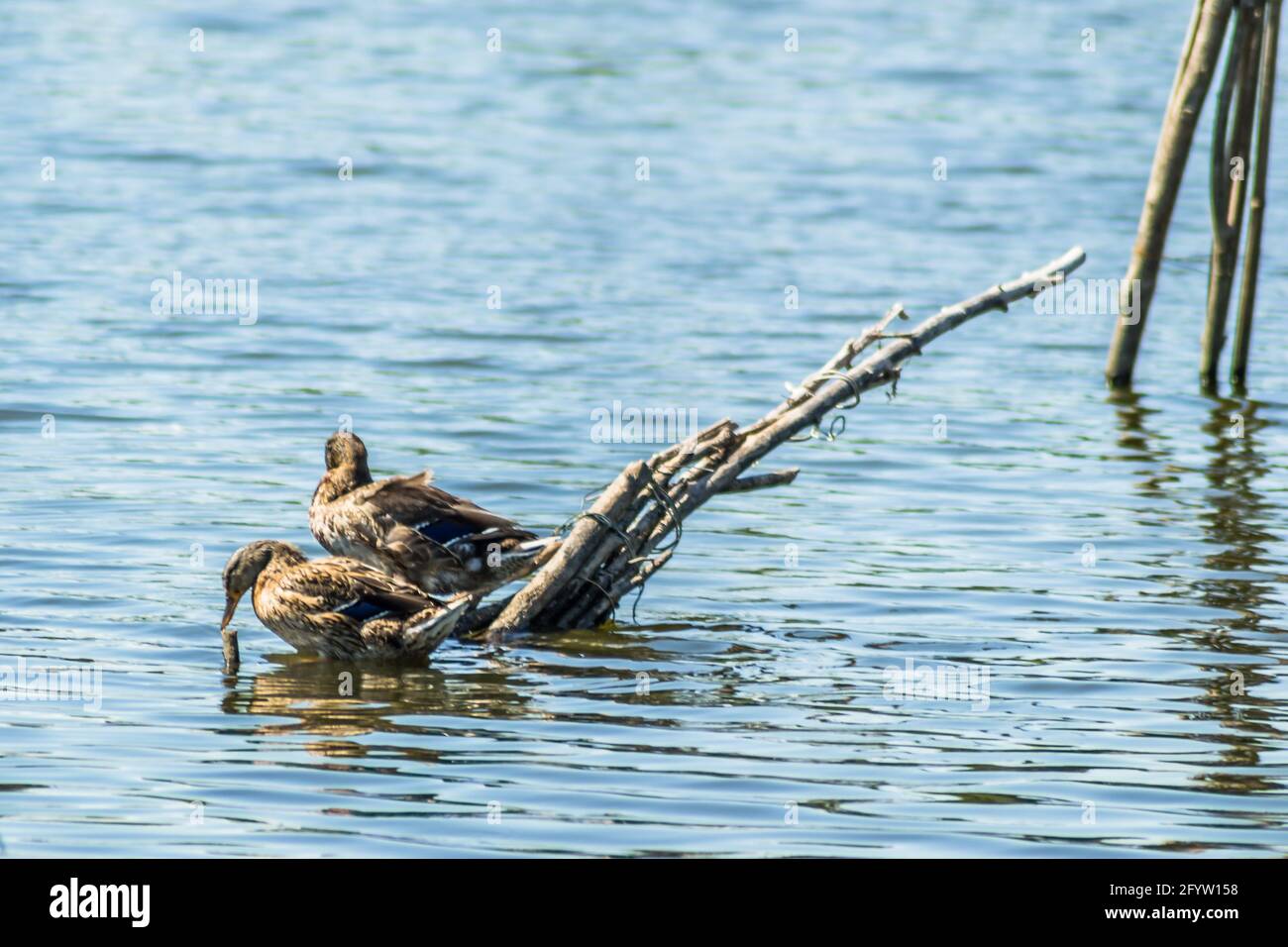 Wildenten sonnen sich auf den Zweigen, die aus dem Wasser des Sees ragen. Stockfoto