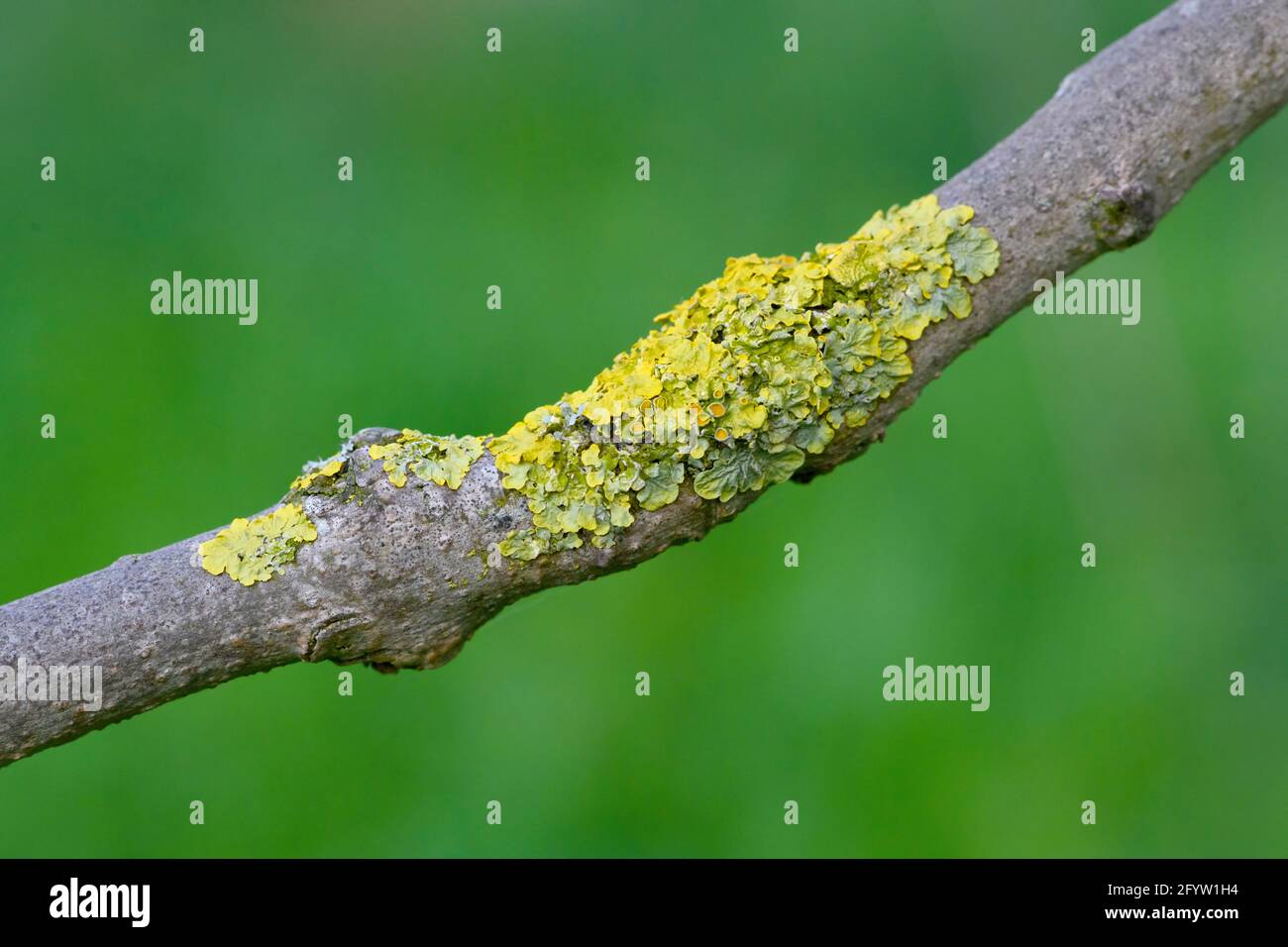 Flechten auf einem Ast, fotografiert vor einem natürlichen, unscharf belaubten Hintergrund Stockfoto