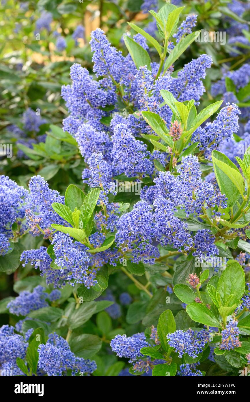 Nahaufnahme der wunderschönen blauen Blüten eines immergrünen Ceanothus-Strauchs (auch bekannt als kalifornischer Flieder) Stockfoto