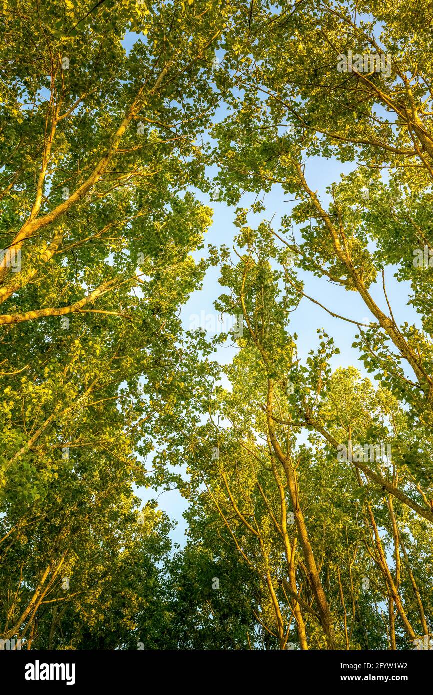 Blick nach oben in Richtung eines blauen Himmels und eines grünen Baldachins, das aus grauen Pappelbäumen (Populus canescens) in voller Blattform gebildet wurde Stockfoto