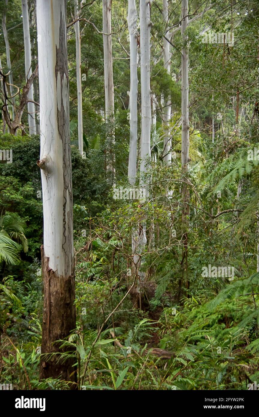 Dichtes, grünes Unterholz aus subtropischem Regenwald im Tiefland mit silberner Rinde aus Kaugummistämmen. Trüber Wintertag, Tamborine Mountain, Australien. Stockfoto