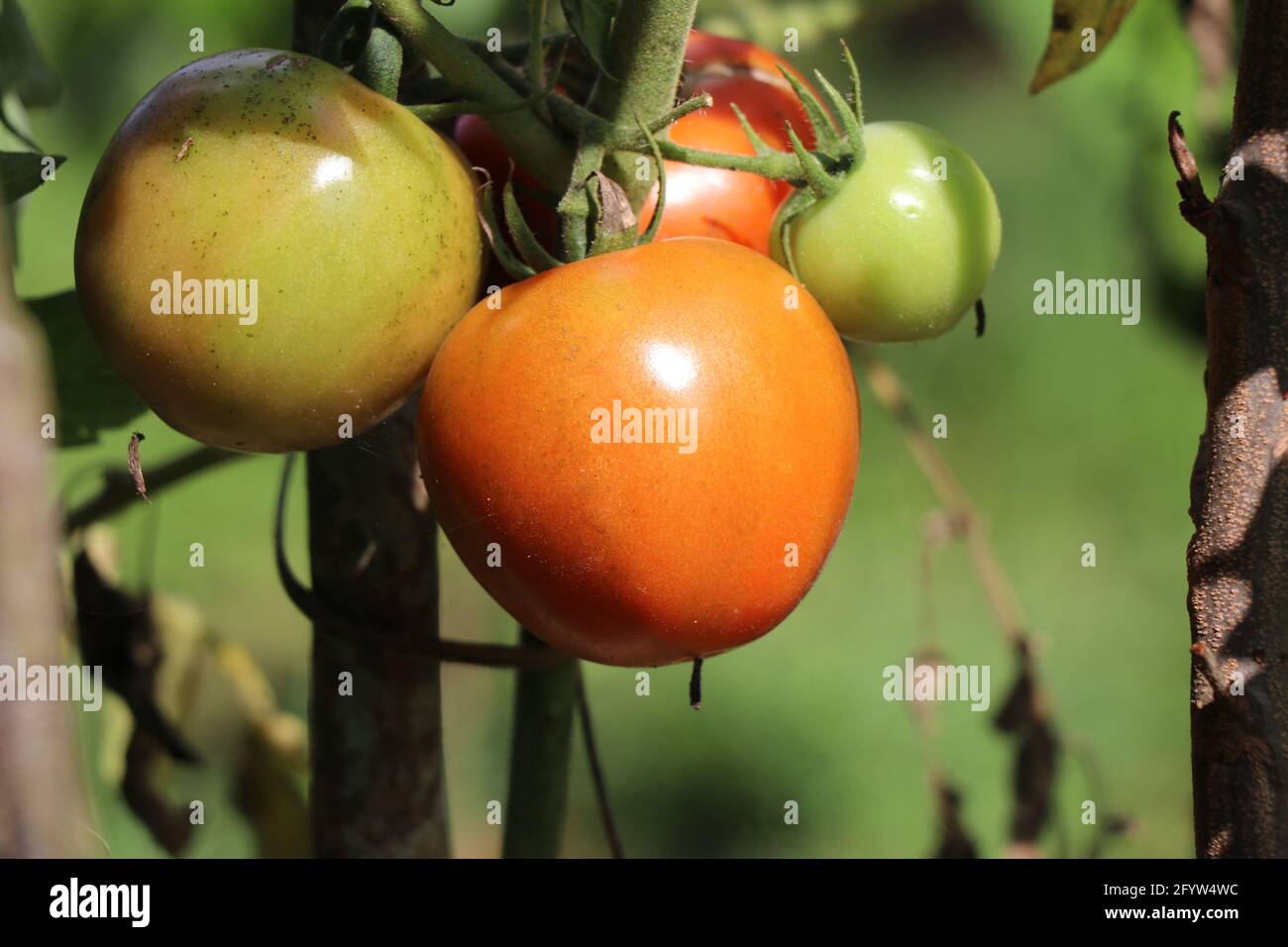 Tomaten in der Pflanze gezüchtet bereit zur Ernte. Die auf dem landwirtschaftlichen Feld angebauten Tomaten werden von der Sonne gereiften Stockfoto