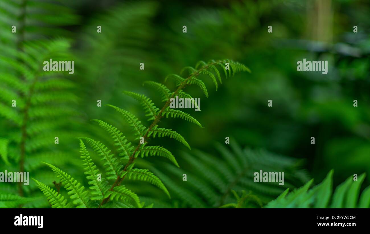 Blätter von Spathiphyllum cannifolium, abstrakte grüne Textur, Naturhintergrund, tropisches Blatt Stockfoto