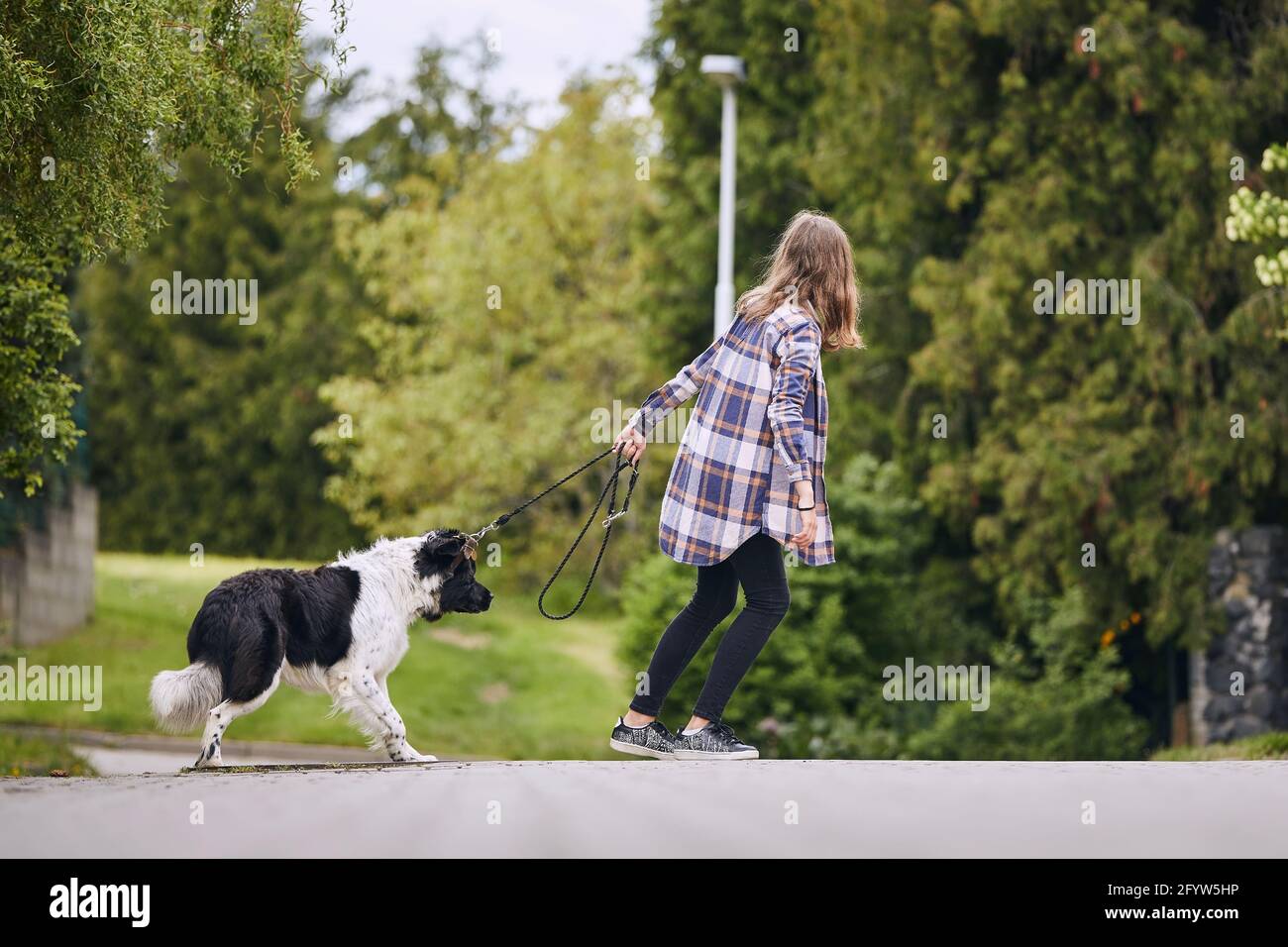 Teenager-Mädchen zieht seinen hartnäckigen Hund an der Haustierleine während des Spaziergangs in der Stadt. Stockfoto