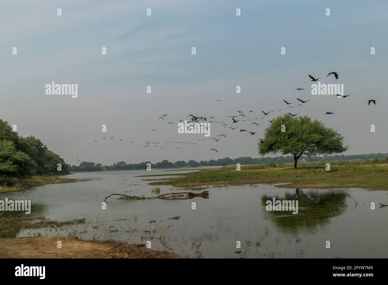 Flock of Flamingos am Thol See Stockfoto