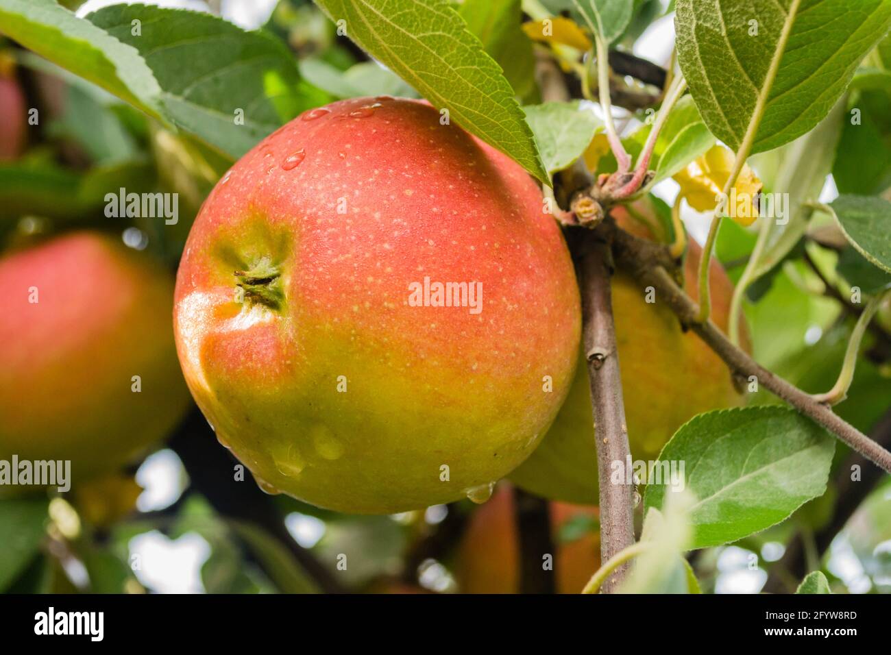 Saftig reife Apfelfrüchte auf einem Baum. Stockfoto