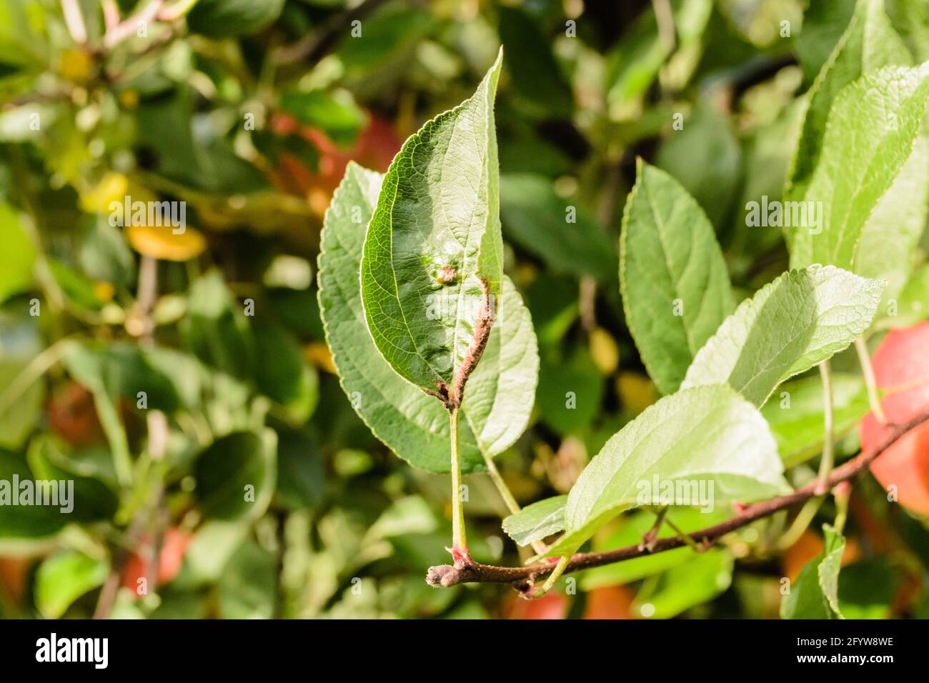 Saftig reife Apfelfrüchte auf einem Baum. Stockfoto