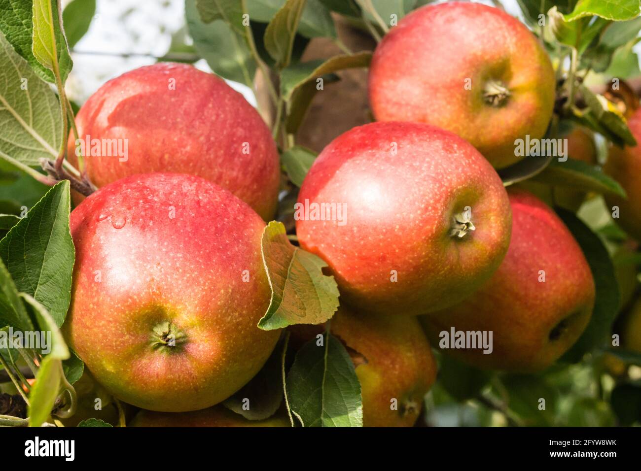 Saftig reife Apfelfrüchte auf einem Baum. Stockfoto