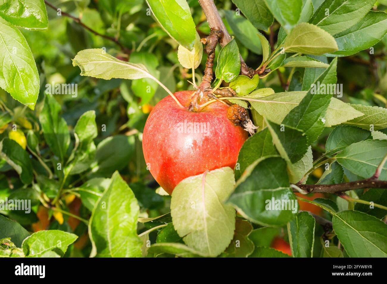 Saftig reife Apfelfrüchte auf einem Baum. Stockfoto