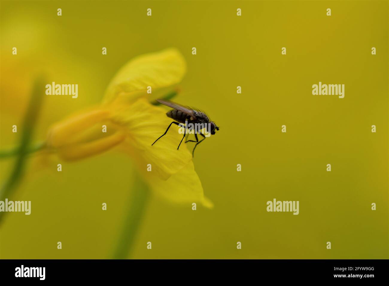 Schwarze Fliege auf einer gelben Rapsblume als Nahaufnahme Stockfoto