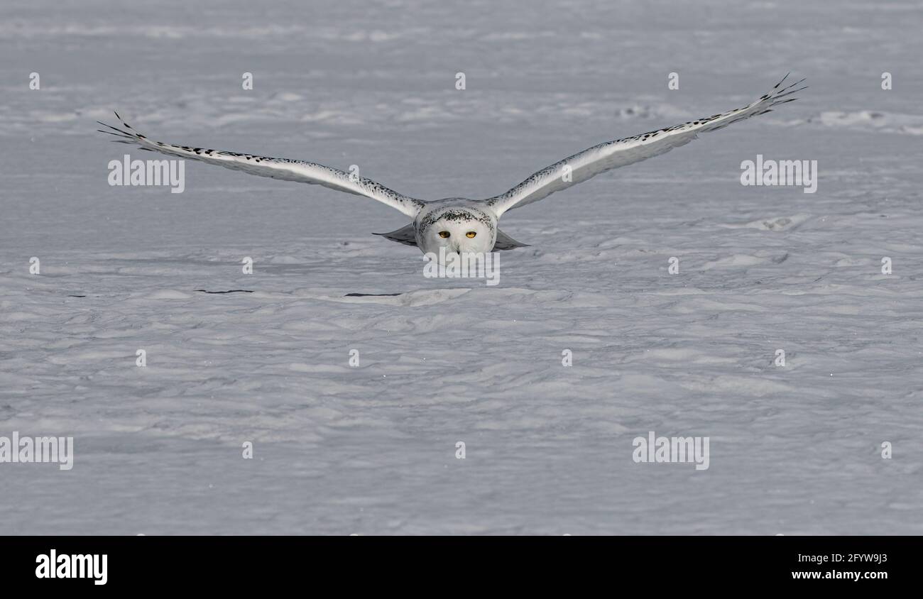 Schneeeule (Bubo scandiacus) Weibchen jagen über einem offenen Schneefeld in Ottawa, Kanada Stockfoto