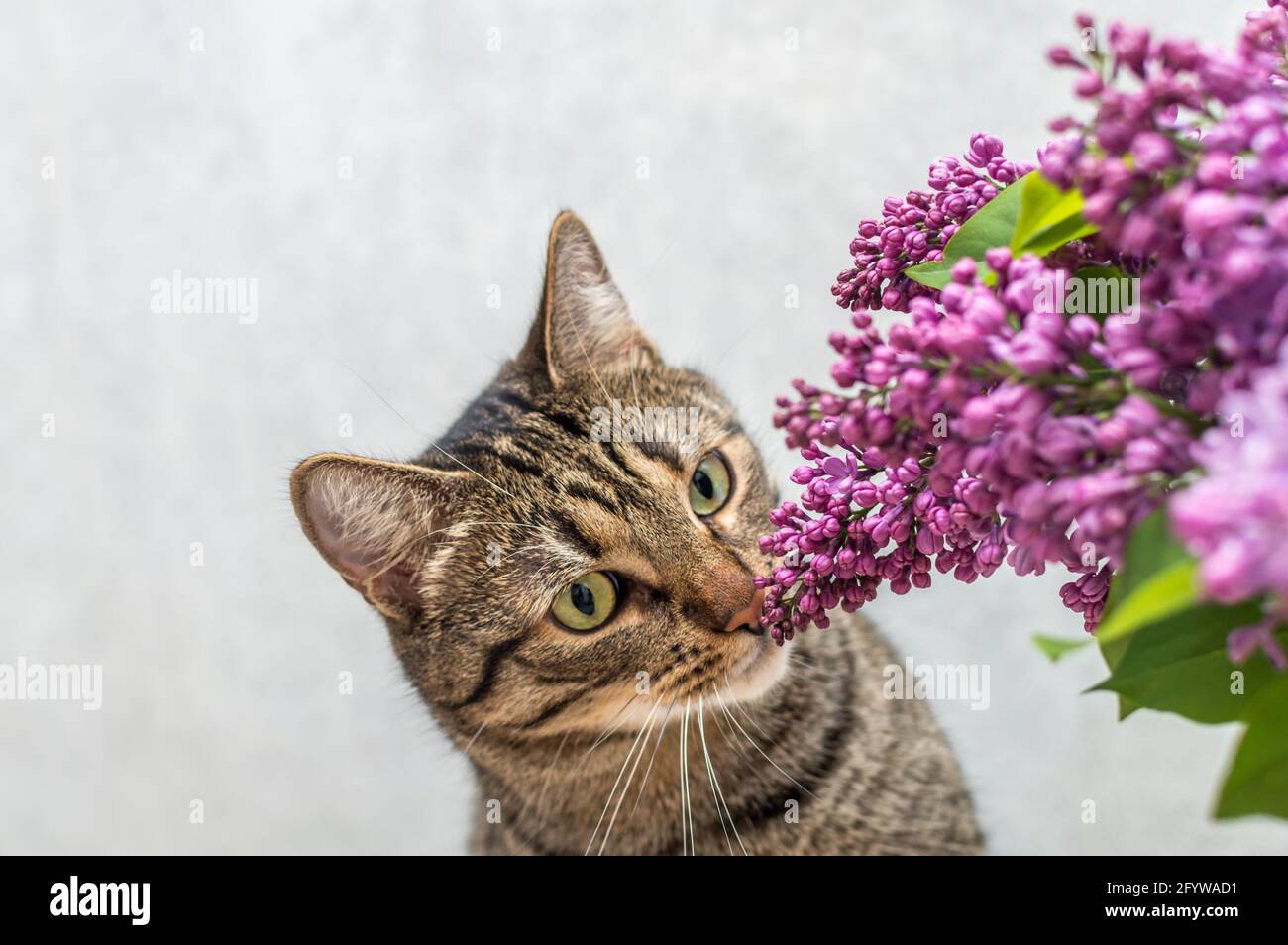 Katze schnuppert einen Strauß Flieder auf einem grauen Hintergrund Stockfoto