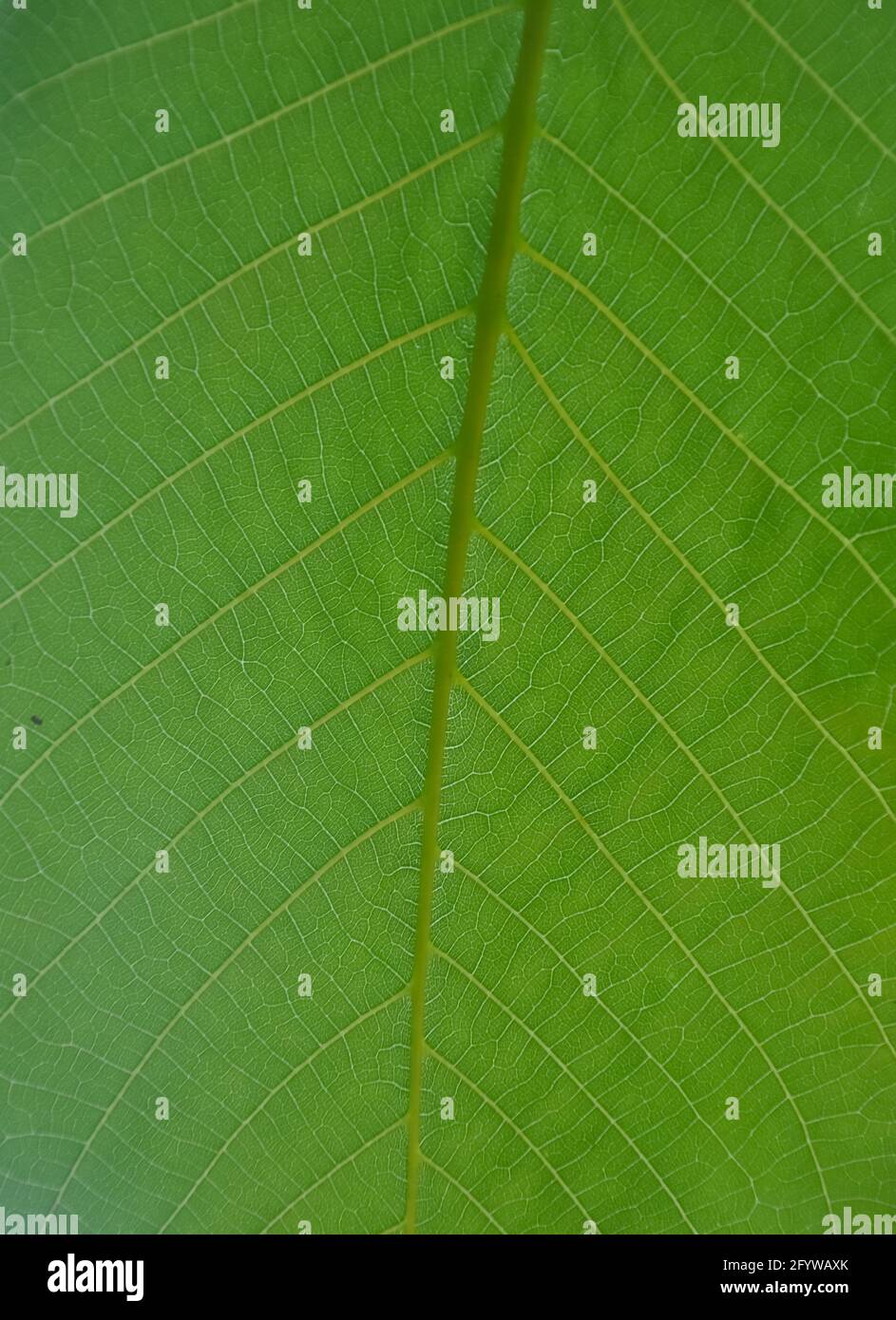 Makroaufnahme eines frischen grünen Blattes, Nahaufnahme eines Walnussblatts - Stockfoto Stockfoto