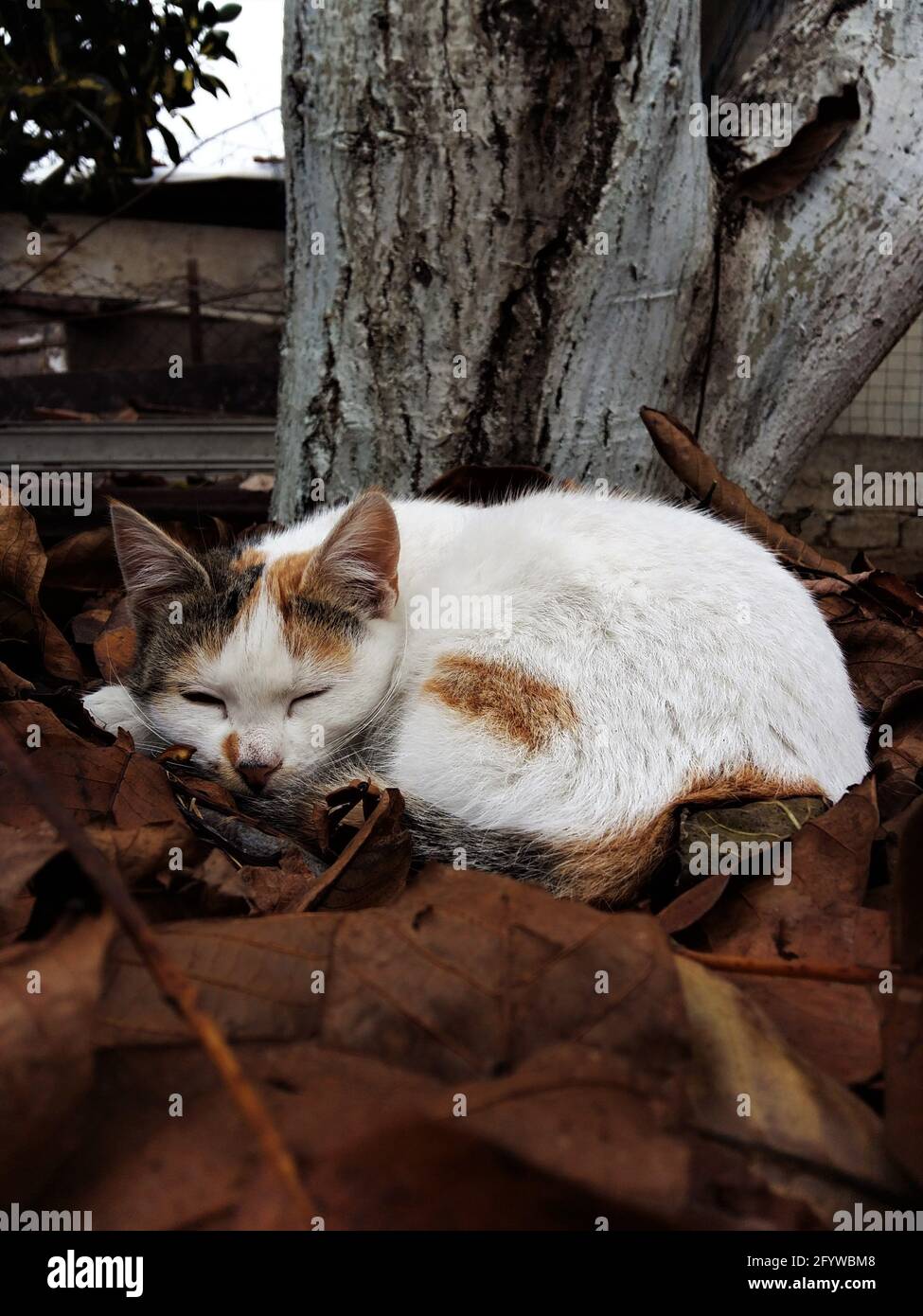 Katzenschlaf Stockfoto