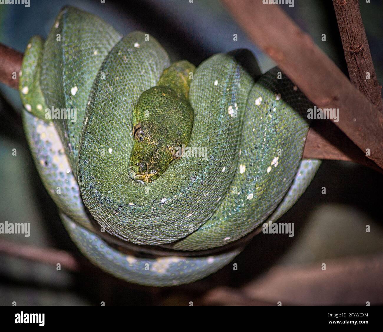 HE Green Python (Morelia viridis) ist eine Schlangenart aus der Pythonidae1-Familie. Es wird auch Australian Green Tree Python, Green Tree Python o genannt Stockfoto