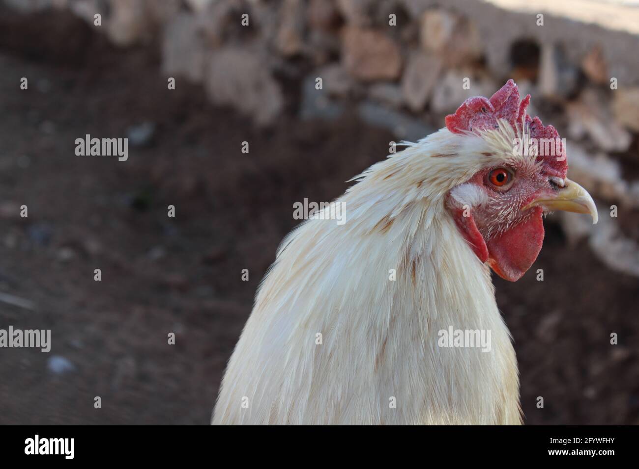 weißes Huhn Kopf Stockfoto