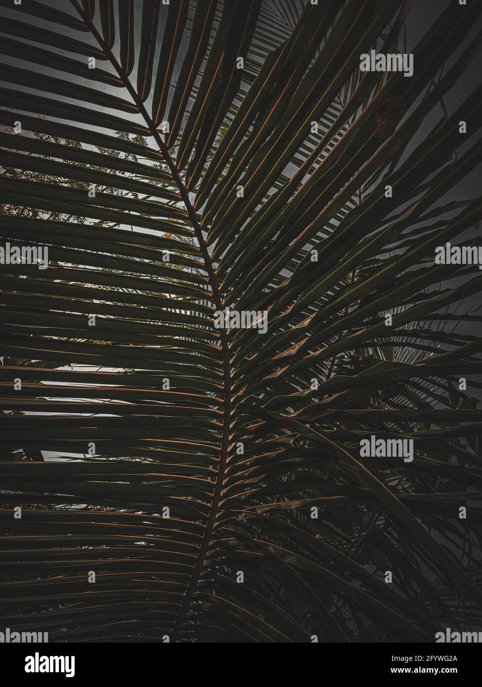 Eine Nahaufnahme einer Palmenblätter im Garten Stockfoto