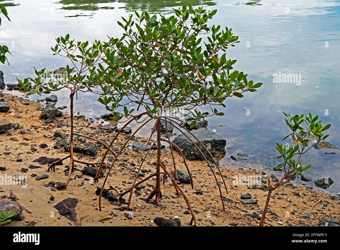 Junger roter Mangrovenbaum (Rhizophora Mangle) Stockfoto